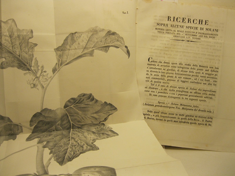 Ricerche sopra alcune specie di solani. Memoria...